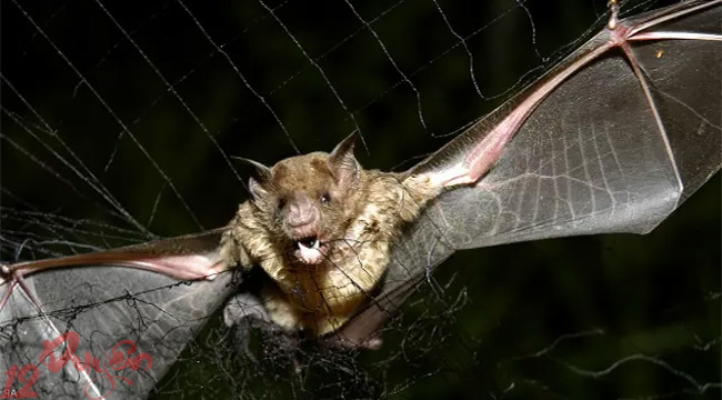 Dơi và ma cà rồng 2