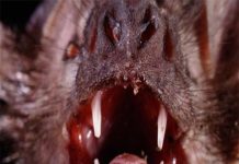 Dơi và Ma Cà Rồng – Có thật sự đáng sợ như lời đồn? Dơi và ma cà rồng