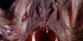 Dơi và ma cà rồng