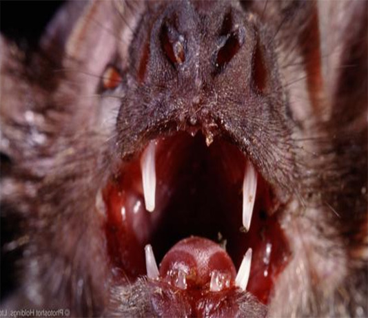 Dơi và ma cà rồng