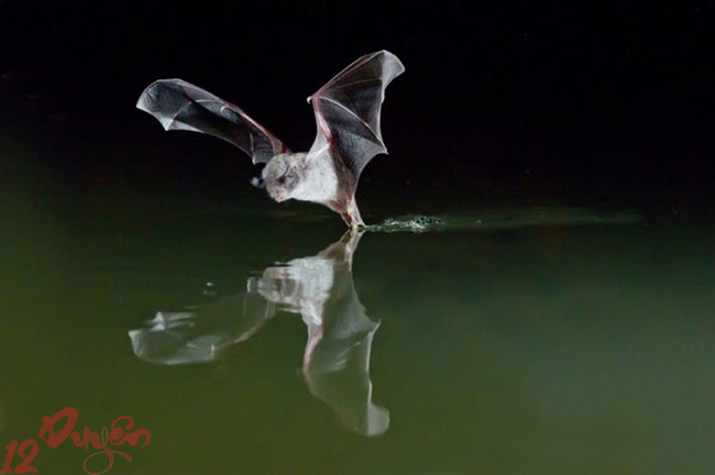 Dơi và Tâm Linh 2