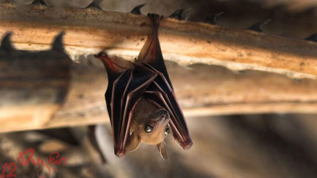 Dơi và Tâm Linh 4