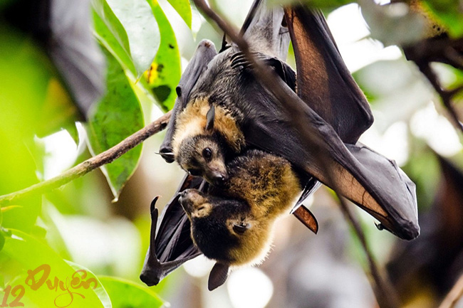 Dơi và Tâm Linh 5