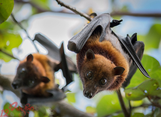 Dơi và Tâm Linh 6