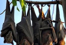 Dơi và Tâm Linh: Giải mã những bí ẩn xung quay loài dơi Dơi và Tâm Linh