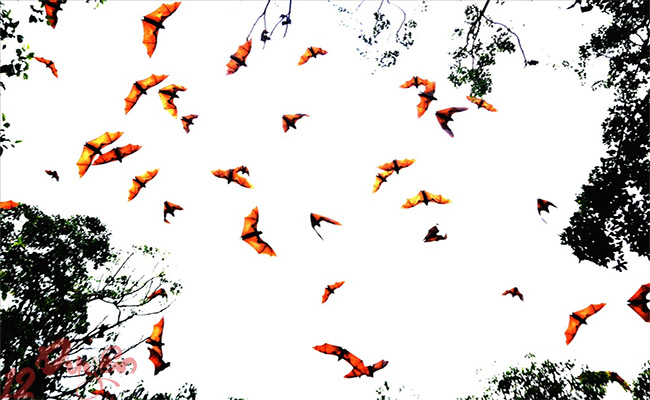 Dơi xuất hiện nhiều bất thường là điềm gì 1