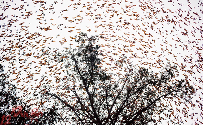 Dơi xuất hiện nhiều bất thường là điềm gì 2