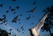 Dơi xuất hiện nhiều bất thường – Cảnh báo từ Cõi Âm? Dơi xuất hiện nhiều bất thường là điềm gì?