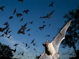 Dơi xuất hiện nhiều bất thường là điềm gì?