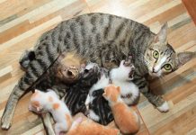 Tại sao phải đốt vía khi mèo đẻ – Cách dân gian đốt vía mèo đẻ Đốt vía khi mèo đẻ