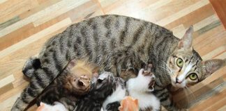 Đốt vía khi mèo đẻ