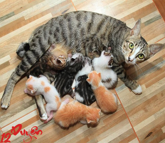 dot-via-khi-meo-de Đốt vía khi mèo đẻ