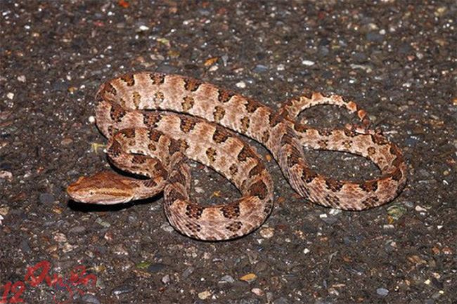 Gặp rắn ngoài đường là điềm gì 1