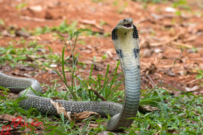 Gặp rắn ngoài đường là điềm gì 2