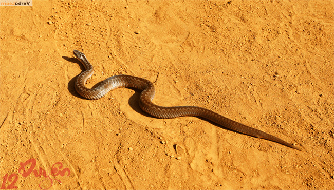 Gặp rắn ngoài đường là điềm gì 3