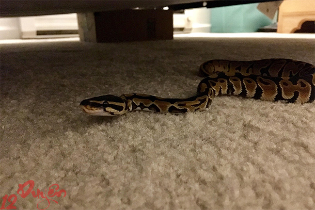 Gặp rắn ngoài đường là điềm gì 4