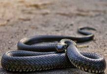 Gặp rắn ngoài đường là điềm gì?