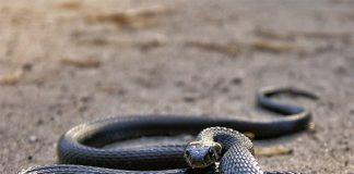 Gặp rắn ngoài đường là điềm gì?
