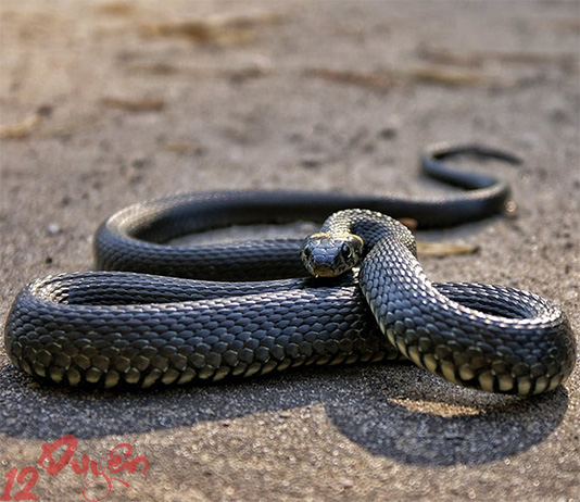 Gặp rắn ngoài đường là điềm gì?