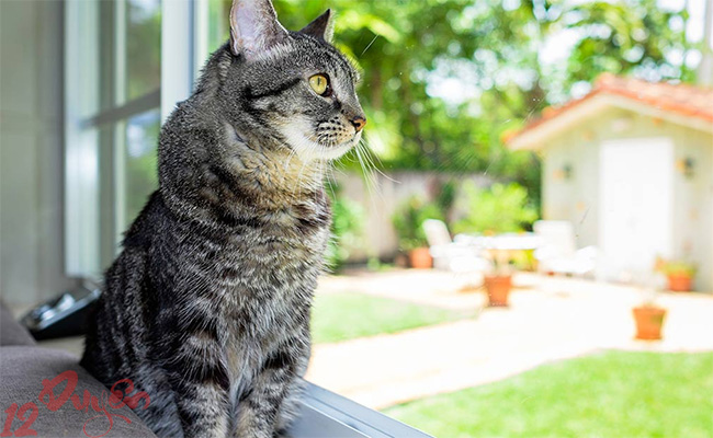 Mèo bỏ nhà đi rồi quay về 1