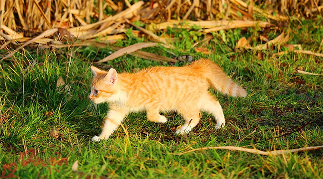 Mèo bỏ nhà đi rồi quay về 2