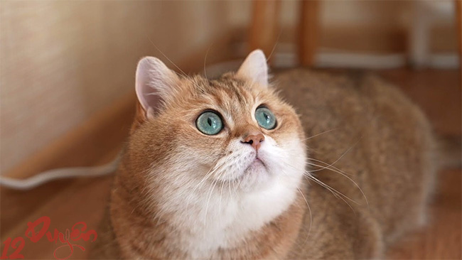 Mèo bỏ nhà đi rồi quay về 3