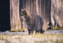 Mèo bỏ nhà đi rồi quay về