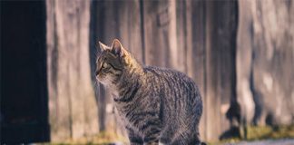 Mèo bỏ nhà đi rồi quay về