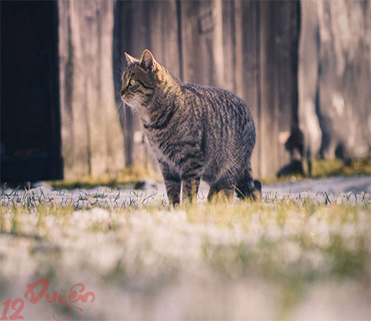 Mèo bỏ nhà đi rồi quay về