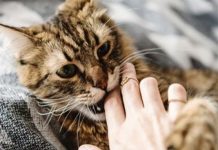 Bị mèo cắn có sao không? Là tai nạn hay tín hiệu tâm linh? Mèo cắn có sao không?