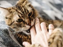 Mèo cắn có sao không?