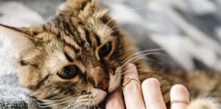 Mèo cắn có sao không?