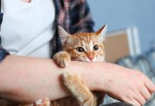 Mèo cào có sao không?