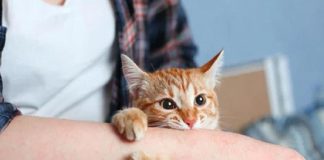 Mèo cào có sao không?