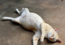 Mèo chết điềm báo gì