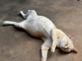 Mèo chết điềm báo gì