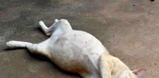 Mèo chết điềm báo gì