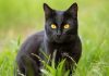 Mèo đen tâm linh