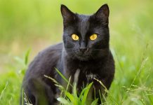 Mèo đen có thật sự xui xẻo? Góc nhìn tâm linh & tín ngưỡng Mèo đen tâm linh