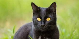 Mèo đen tâm linh