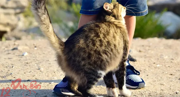 Mèo đi theo người lạ 1