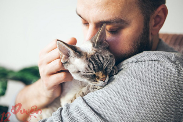 Mèo đi theo người lạ 2