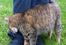 Mèo đi theo người lạ có ý nghĩa gì? Dấu hiệu bí ẩn cần biết Mèo đi theo người lạ