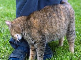 Mèo đi theo người lạ