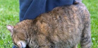 Mèo đi theo người lạ