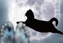 Mèo nhảy qua người chết có sao không? Tại sao xác chết bật dậy? Mèo nhảy qua người chết
