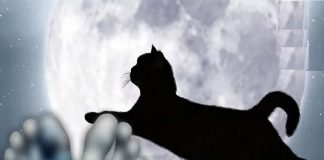 Mèo nhảy qua người chết