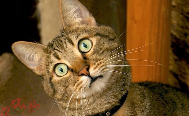 Mèo nhìn vào hư không 1