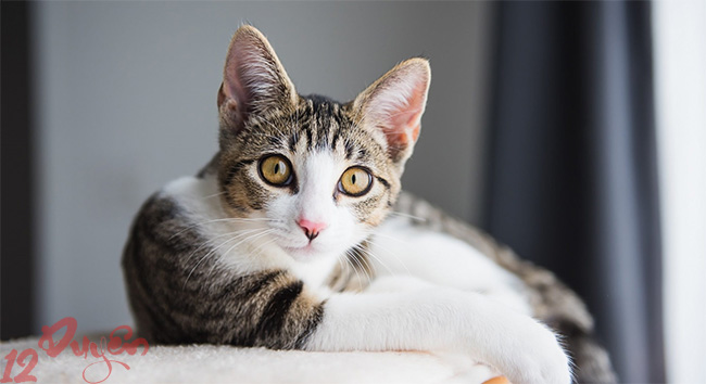 Mèo nhìn vào hư không 2