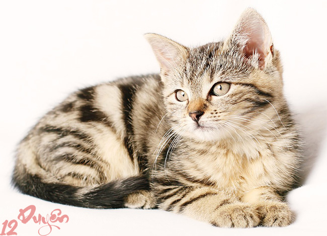 Mèo nhìn vào hư không 3